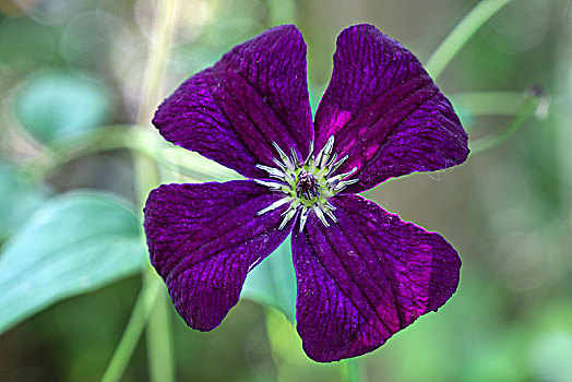 紫色,铁线莲,花,德国,欧洲