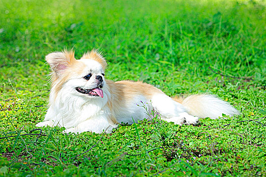 京巴犬