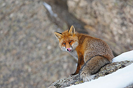 红狐,狐属,冬天,大帕拉迪索国家公园,意大利