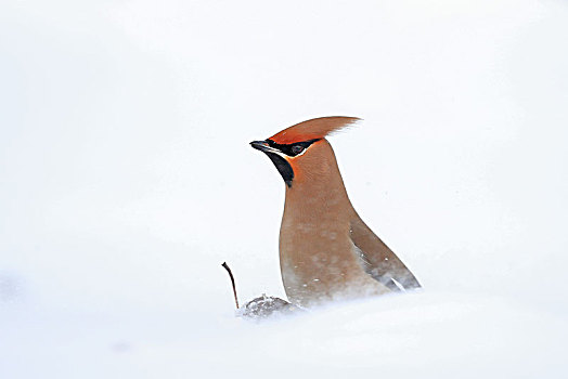 雪地里的一只太平鸟