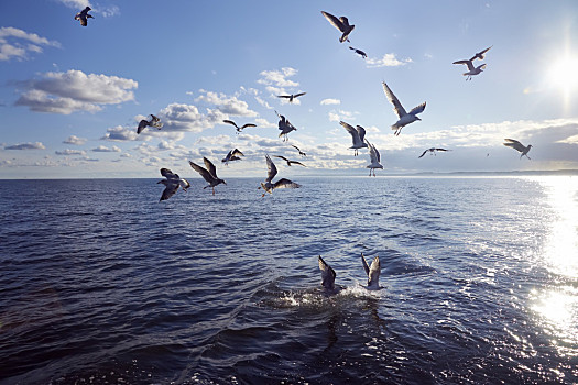 一对大海海鸥图片图片