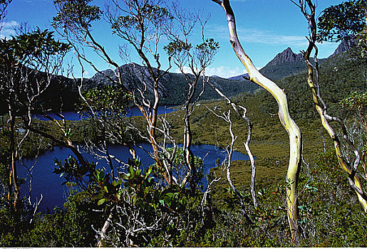 树,山峦,靠近,湖,摇篮山,塔斯马尼亚,澳大利亚