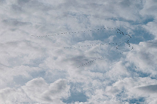 鸟群,飞,多云天气