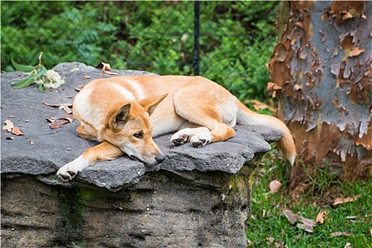 澳洲野狗,卧,石头