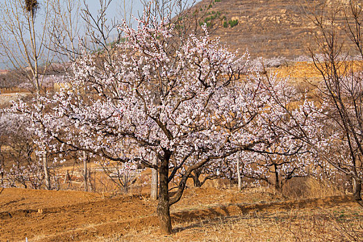 济南南部山区的杏花