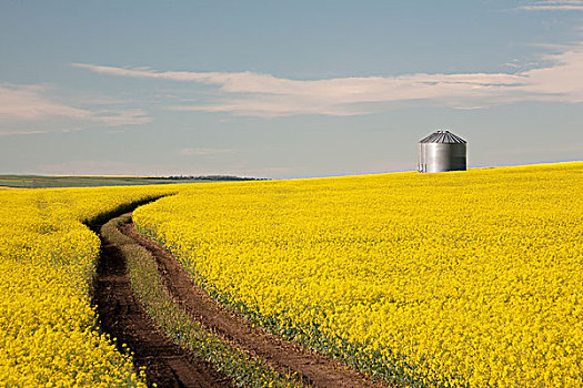 花,油菜,谷物,背景,拖拉机,轨迹,土地,艾伯塔省,加拿大