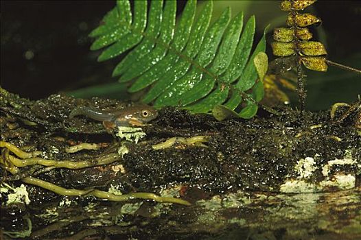 红眼树蛙,蝌蚪,离开,安全,浅,水塘,国家公园,巴拿马