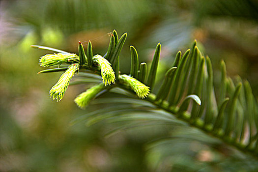 松树开花