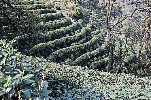 杭州老龙井景点老茶园