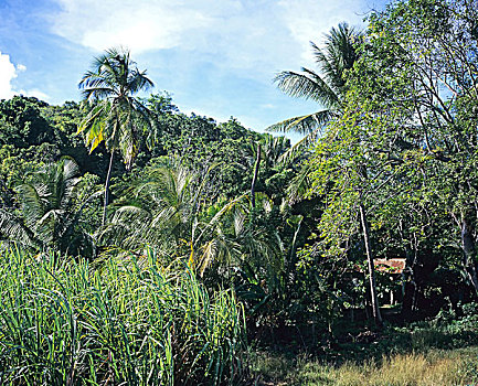 棕榈树,瓜德罗普,法国,西印度群岛