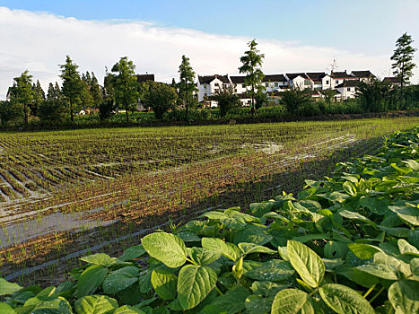 水乡稻田,田园风光,夏日乡村