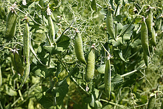 豌豆,植物,荚