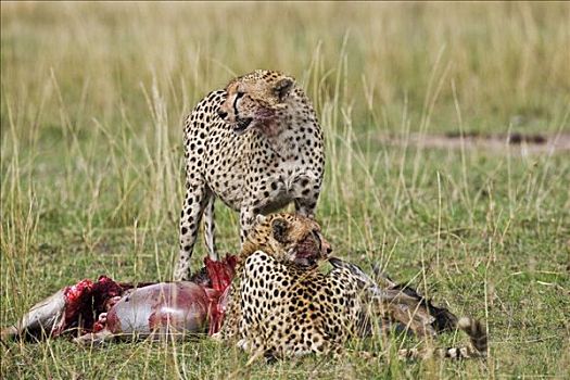 肯尼亚,马赛马拉,纳罗克地区,两个,印度豹,宴会,幼兽,角马,杀死,马赛马拉国家保护区,南方
