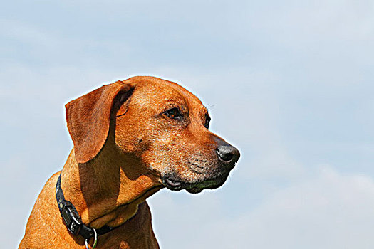 罗德西亚背脊犬,狗,肖像