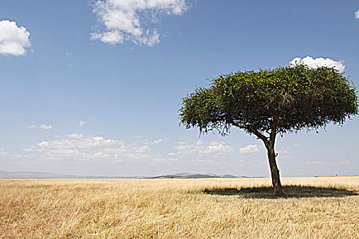 非洲肯尼亚草原热带树木-合欢树