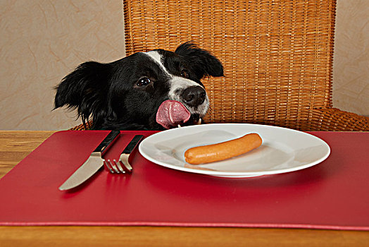 博德牧羊犬,看,桌子,香肠,盘子