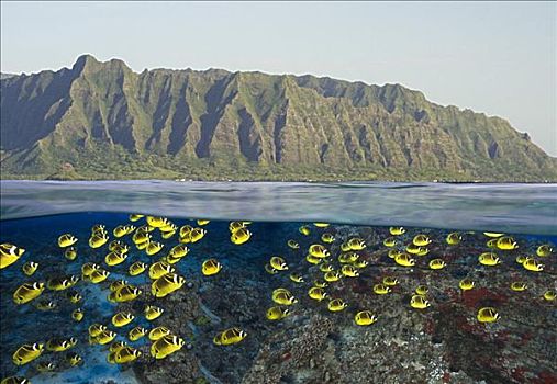 夏威夷,瓦胡岛,分开,鱼群,礁石,山脉