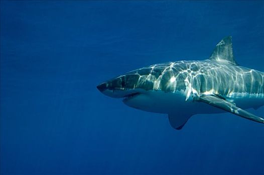 12米长的大白鲨图片