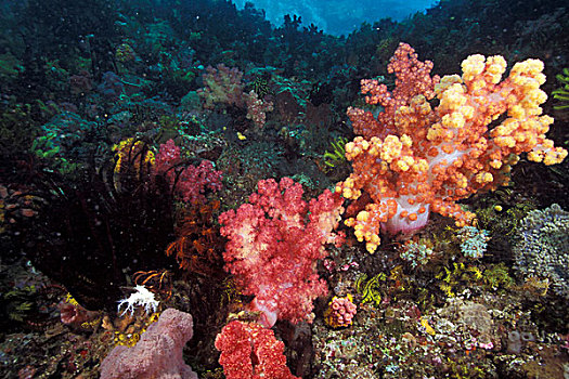印度尼西亚,科莫多,区域,软珊瑚,树,海百合