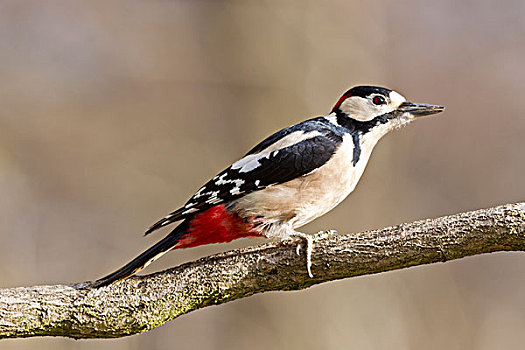 大斑啄木鸟,栖息,坏,黑森州,德国,欧洲