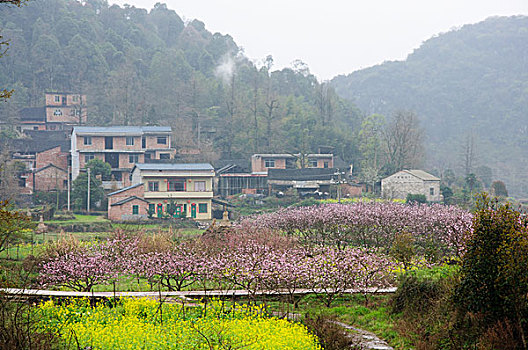 桃花景色