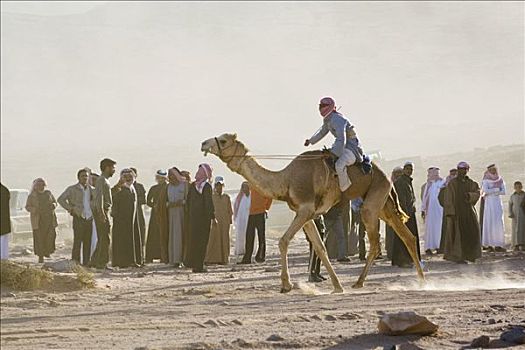 终点线,赛骆驼,沙漠,瓦地伦,约旦,中东