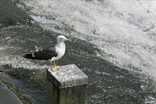 切斯特,2005年,海鸥,迪河