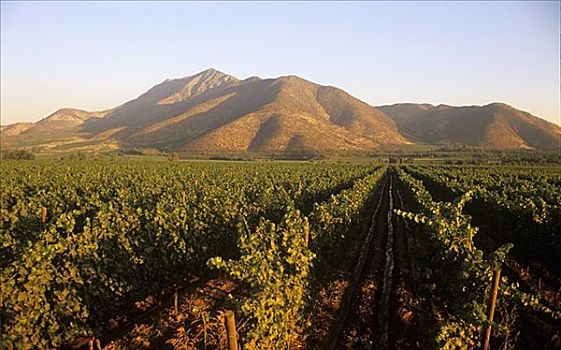 葡萄种植,不动产,米埔谷,智利