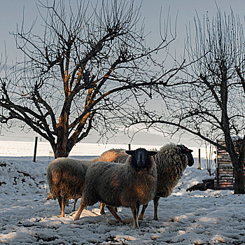 绵羊,积雪,草场