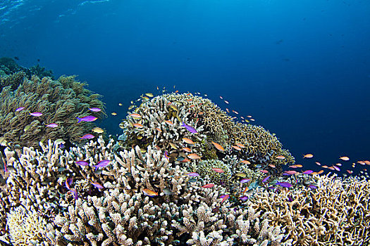 菲律宾,珊瑚礁景,硬珊瑚,鱼群,鱼,金拟花鲈