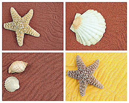 四个,沙,背景,壳,海星