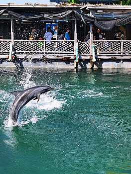 海南三亚分界洲岛-跃出水面的海豚