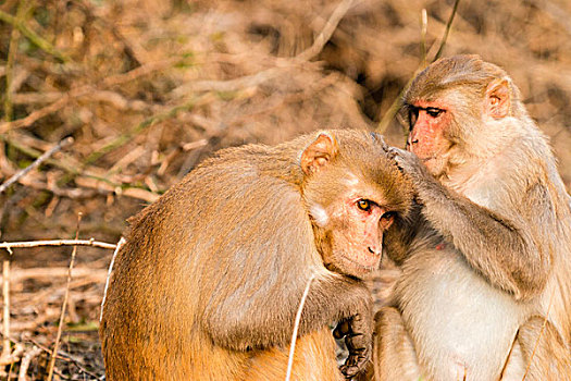 猴子,卡欧迪欧国家公园,联合国教科文组织,生物保护区,拉贾斯坦邦,印度