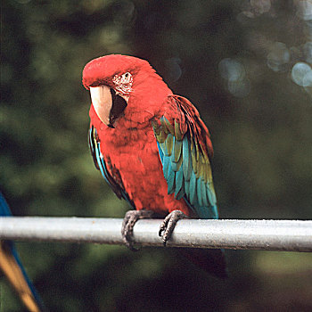 绯红金刚鹦鹉,栖息,栏杆