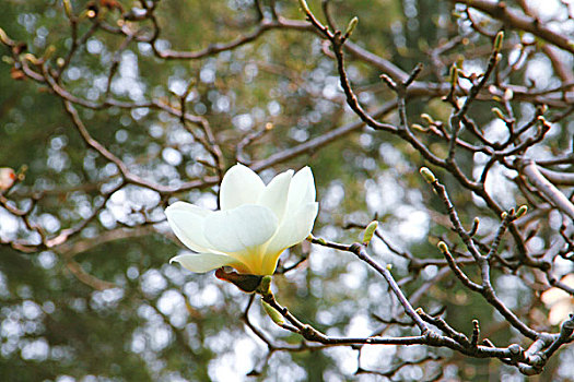 春天盛开的白色玉兰花