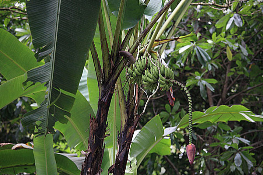 新加坡植物园芭蕉树
