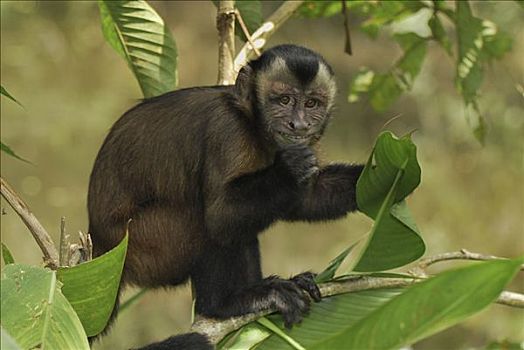 褐色,棕色卷尾猴,吃,国家公园,秘鲁