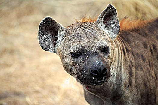 斑点,鬣狗,成年,女性,克鲁格国家公园,南非,非洲