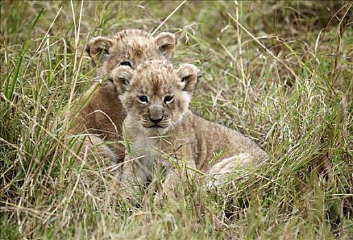 两个,幼狮,狮子,卧,草丛,马赛马拉国家保护区,肯尼亚