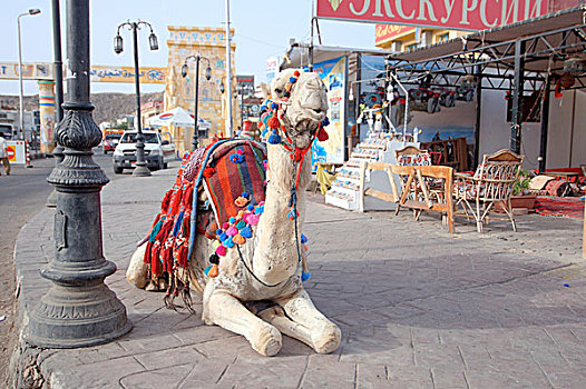 单峰骆驼,阿拉伯骆驼,坐,人行道,老,市场,沙姆沙伊赫,埃及,非洲