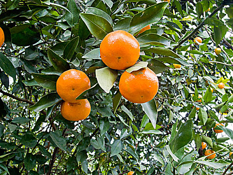 树上的柑橘
