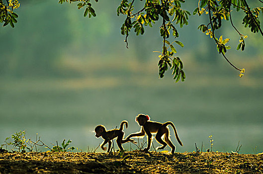 黄狒狒,两个,玩耍,幼兽,早晨,南卢安瓜国家公园,赞比亚,非洲