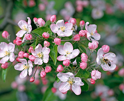 苹果花