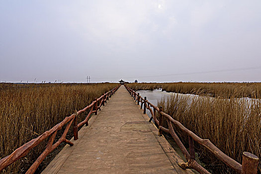 东营黄河入海口湿地