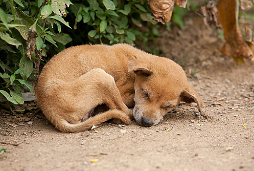 狗,小狗,睡觉,家犬,俘获,泰国,亚洲
