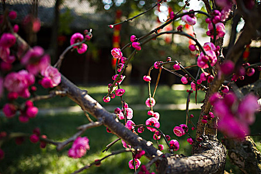 盆景,植物,红梅花,春天,春节