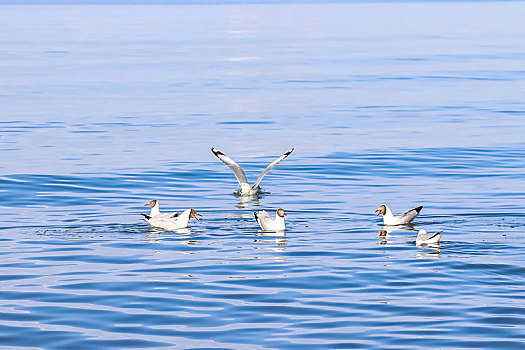 青海湖鸥