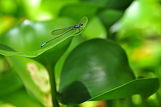 蜻蜓,物种,水上,百合,叶子,自然保护区,靠近,亚马逊流域,巴西,南美