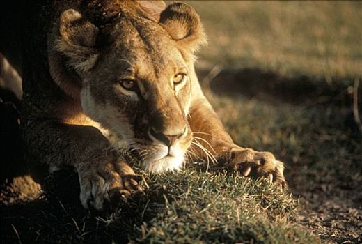 非洲狮,狮子,雌性,切磨,爪,塞伦盖蒂国家公园,坦桑尼亚