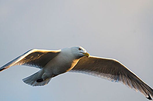 海鸥,飞,空中,湖,木头,安大略省,加拿大